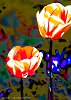 Expressionist Flowers  Tulips-9521-B
