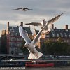 Sea Gulls, London - 0104  50 x 50 cm - Classic print matted : 0057-0211, 1 - Images by file number, Animals Birds and Insects, Birds, Countries, England, London