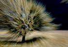 Abstract Tree, Norway - 1013  60 x 90 cm - Classic Print Matted : 2-Geographic Indexes, Countries, Lisa Fjord, Norwaw, Norway, Stavanger