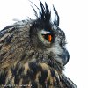 Long-eared Owl - 1670  50 x 50 cm - Classic print matted : 2-Geographic Indexes, 3-Subject indexes, 4E-Events, 4E>CL-Clubs, 4E>CL-GAC German American Club, Bad Wimpfen, Baden Württemberg, Countries, Germany