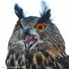 Long-eared Owl - 1672  50 x 50 cm - Classic print matted : 2-Geographic Indexes, 3-Subject indexes, 4E-Events, 4E>CL-Clubs, 4E>CL-GAC German American Club, Bad Wimpfen, Baden Württemberg, Countries, Germany