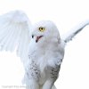 Snowy Owl - 1711  70 x 70 cm - Under Acrylic Glass : 1DE-Germany, 2-Geographic Indexes, 2DE>BW-Baden Württemberg, 3-Subject indexes, 3DE>BW-Bad Wimpfen, 4E-Events, 4E>CL-Clubs, 4E>CL-GAC German American Club, Baden-Baden, Countries, Deutschland, Kreuzstraße, Land Baden-Württemberg