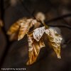 Winter Leaf - 1731  50 x 50 cm - Classic Print Matted : Baden-Baden, Deutschland, Kreuzstraße, Land Baden-Württemberg