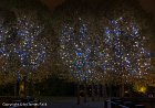 Trees in Mist, London - 2124  60 x 90 - Classic Print Matted : 1 - Images by file number, 1808-2203, 3-Fall-Autumn, Countries, England, London, Night, Plants Trees and Flowers, Time of Year, Time of day, Trees
