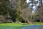 Tree in Meadow, Mainau Island - 5036  33 x 48 cm - Classic Print Matted : Germany, Mainau