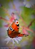 Butterfly, Nufringen - 2674  33 x 48 cm - Classic Print Matted : 2-Geographic Indexes, 3-Subject indexes, 4W-Wildlife, 4W>I-Insects, 4W>I>B-Butterfly, Baden Württemberg, Countries, Germany, Nufringen