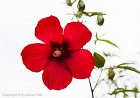 Hibiscus - 4746  70 x 100 cm - Under Acrylic Glass