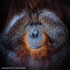 Orangutan - 5078  70 x 70 cm - Under Acrylic Glass
