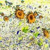 Sun Flowers - 5978  70 x 70 cm - Under Acrylic Glass : Sun Flowers